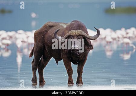 Buffalo du Cap (S. c. caffer). Parc national du lac Nakuru, Kenya. Banque D'Images