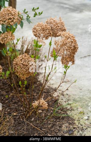 Fleurs d'hortensia sèches poussant à côté d'un trottoir de pierre. Banque D'Images