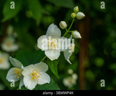 Les fleurs de jasmin blanc avec des centres jaunes fleurissent parmi les feuilles vertes dans un cadre de jardin, légèrement éclairé pour une scène florale délicate et tranquille Banque D'Images