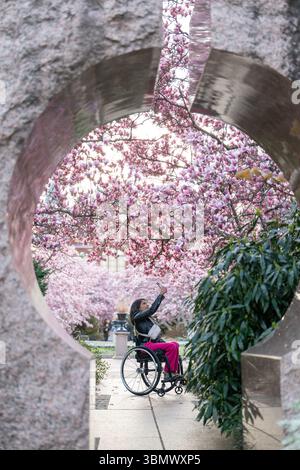 Les pétales de fleurs de cerisier flottent dans une flaque reflétant un cerisier. Banque D'Images