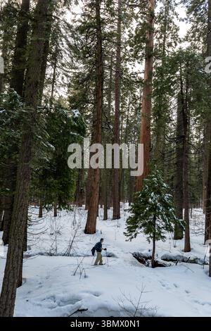 Big Trees State Park, États-Unis - 24 mars 2023 : randonneur en raquettes forge un chemin à travers la neige profonde dans la forêt de séquoias géants Banque D'Images