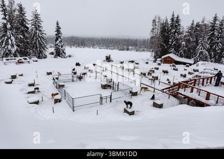 Fairbanks, États-Unis - 23 février 2023 : équipes de chiens de traîneau dans la neige se reposant dans les chenils avant le voyage mushing Banque D'Images
