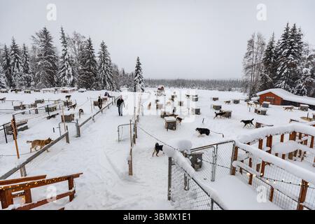 Fairbanks, États-Unis - 23 février 2023 : équipes de chiens de traîneau dans la neige se reposant dans les chenils avant le voyage mushing Banque D'Images