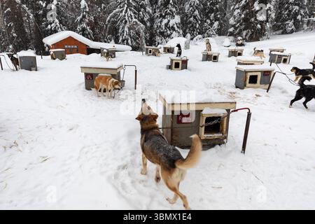 Fairbanks, États-Unis - 23 février 2023 : chiens de traîneau se reposant dans leur chenil Banque D'Images