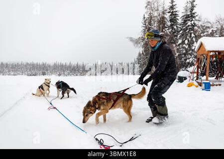 Fairbanks, USA - 23 février 2023 : Musher se prépare pour le voyage et assemble l'équipe de chiens sur la ligne Banque D'Images