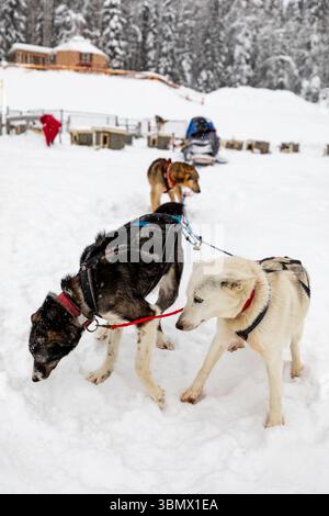 Fairbanks, États-Unis - 23 février 2023 : l'équipe de chiens de traîneau se prépare à partir pour un voyage mushing Banque D'Images