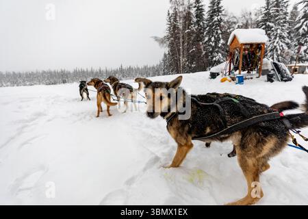 Fairbanks, États-Unis - 23 février 2023 : équipe de chiens de traîneau désireuse de partir pour un voyage mushing Banque D'Images