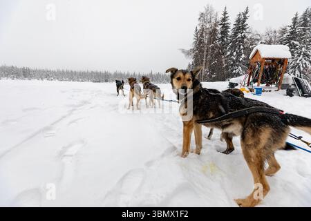 Fairbanks, États-Unis - 23 février 2023 : équipe de chiens de traîneau désireuse de partir pour un voyage mushing Banque D'Images