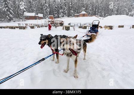 Fairbanks, États-Unis - 23 février 2023 : équipe de chiens de traîneau attendant de partir pour un voyage mushing Banque D'Images