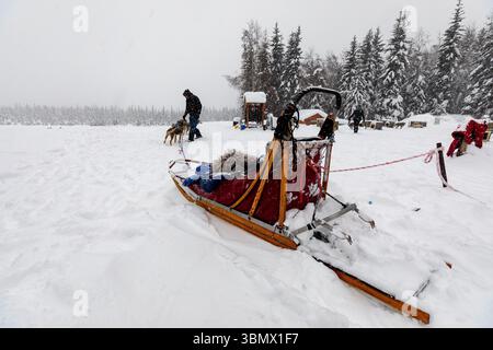 Fairbanks, États-Unis - 23 février 2023 : préparation du traîneau à chiens et de l'équipe pour un voyage mushing Banque D'Images