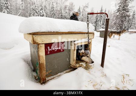 Fairbanks, États-Unis - 23 février 2023 : Husky en traîneau à chiens se reposant dans sa maison de chien pendant la tempête de neige Banque D'Images