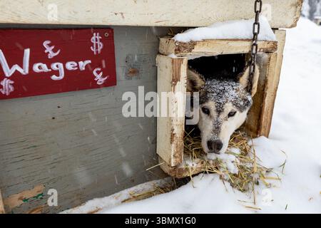 Fairbanks, États-Unis - 23 février 2023 : Husky en traîneau à chiens se reposant dans sa maison de chien pendant la tempête de neige Banque D'Images