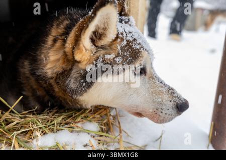 Fairbanks, États-Unis - 23 février 2023 : Husky en traîneau à chiens se reposant dans sa maison de chien pendant la tempête de neige Banque D'Images