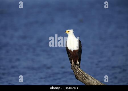 Aigle de poisson africain (Icthyophaga vocifer), adulte, en attente, à l'eau, alerte, Kruger, Parc national Kruger, Afrique du Sud, Afrique Banque D'Images