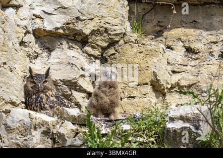 Eurasian Eagle-Owl (Bubo bubo) oiseau adulte au nid avec des poussins Allemagne Banque D'Images