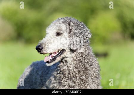 Portrait de chien caniche avec cheveux natur. Fourrure non découpée Banque D'Images