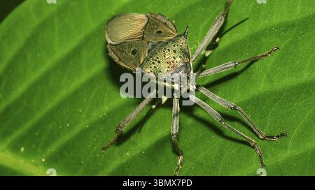 Bug Shield, Chust Bug, Hemiptera, forêt tropicale, bassin de la rivière Napo, Amazonie, Equateur, Amérique, Amérique du Sud Banque D'Images