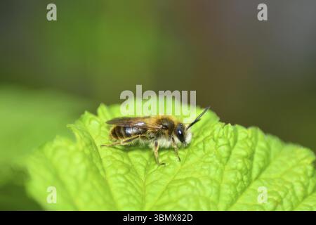 Petite abeille (Apoidea) sur feuille verte dans la nature avec espace texte Banque D'Images