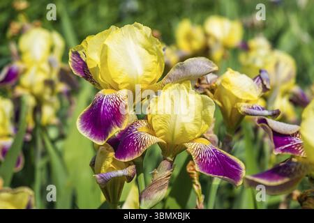 Gros plan sur les fleurs en iris violet et jaune Banque D'Images