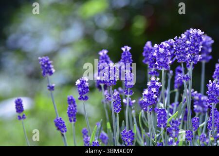 Fleurs de lavande violettes dans le jardin avec bokeh en arrière-plan Banque D'Images