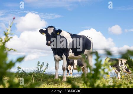 La vache laitière blanche noire se tient sur un pâturage luxuriant à flanc de colline dans un design plat sous un ciel nuageux Banque D'Images
