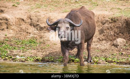 Le buffle africain se dresse au bord de l'eau sur le canal de Kazinga en Ouganda Afrique Banque D'Images