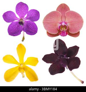 C'est quatre orchidées isolées sur blanc. Banque D'Images