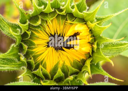 Gros plan de tournesols qui commencent à fleurir dans un champ. Foyer sélectif Banque D'Images