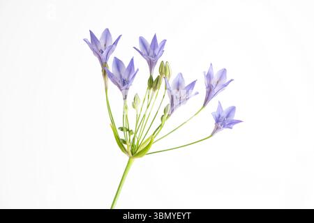 Fleurs d'agapanthus photographiées sur un fond blanc Uni Banque D'Images