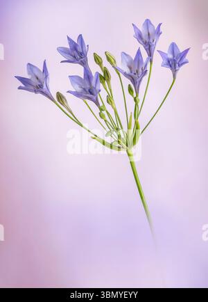 Fleurs d'agapanthus photographiées sur un fond violet tacheté Banque D'Images
