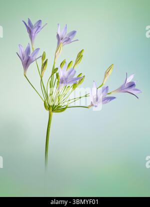 Fleurs d'agapanthus photographiées sur fond vert tacheté Banque D'Images