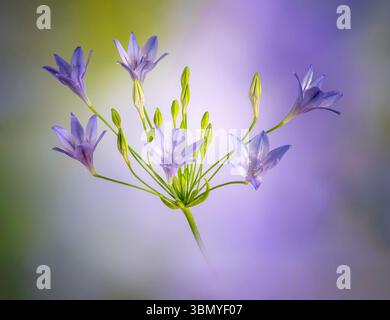 Fleurs d'agapanthus photographiées sur fond vert et violet flou Banque D'Images