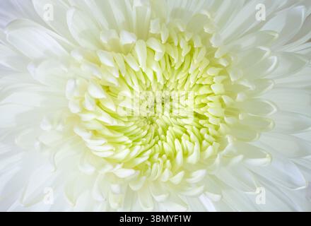 Gros plan du centre d'une fleur blanche de chrysanthème Banque D'Images