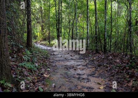 Serene Forest Trail, magnifiquement entouré par une végétation luxuriante. Banque D'Images