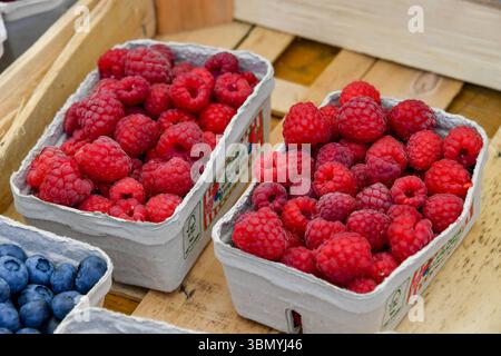 Deutschland, Baden-Wuerttemberg, Stuttgart 29.06.2025, Deutschland, GER, Bade-Wuerttemberg, Stuttgart, im Bild Themenbild, Stadtansichten, Wochenmarkt, Bauernmarkt, Stand, Obst, Fruechte, Himbeeren, Feature, Symbolbild Baden-Wuerttemberg *** Germany, Baden Wuerttemberg, Stuttgart 29 06 2025, Germany, GER, Baden Wuerttemberg, Stuttgart, dans l'image de thème d'image, vues de la ville, marché hebdomadaire, marché agricole, stand, fruits, fruits, framboises, caractéristique, symbole image Baden Wuerttemberg Deutschland, Bade-Wuerttemberg, Stuttgart, 29.06.2025-10 Banque D'Images