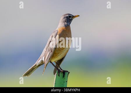robin américain (Turdus migratorius) perché sur un poteau, Wyoming, États-Unis. Banque D'Images