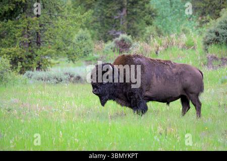 Bison américain (bison bison) taureau debout dans l'herbe, parc national de Yellowstone, Wyoming, États-Unis. Banque D'Images