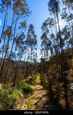 Un sentier ensoleillé serpente à travers de grands eucalyptus dans une forêt luxuriante sous un ciel bleu clair, avec des collines lointaines ajoutant de la profondeur Banque D'Images