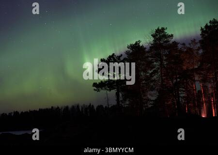 Aurores boréales derrière les arbres Banque D'Images