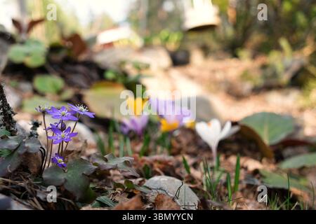 Fleurs de crocus dans le jardin Banque D'Images