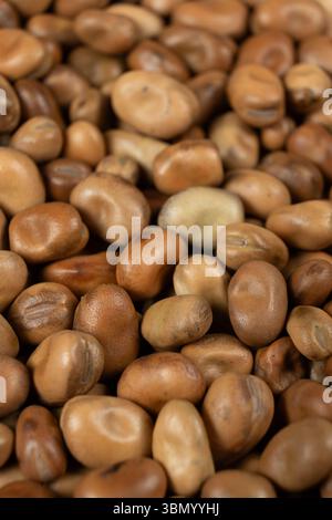 Macro de haricots vicia faba crus secs entiers non cuits Banque D'Images