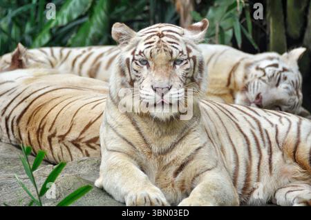 Tigres blancs du Bengale au zoo de Singapour Banque D'Images