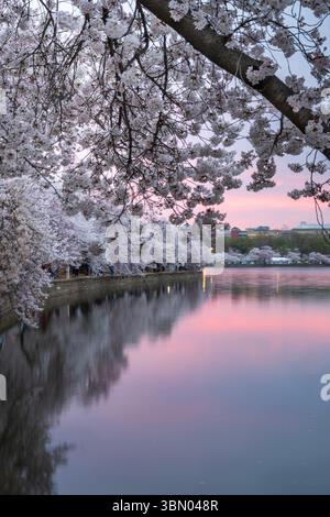 Des cerisiers en fleurs et un ciel rose se reflètent dans le Tidal Basin à Washington, D.C. Banque D'Images