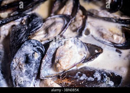 Les moules en coquille dans une sauce crémeuse sont cuites dans une poêle. Gros plan. Fond texturé. Macrophotographie. Photo de haute qualité Banque D'Images