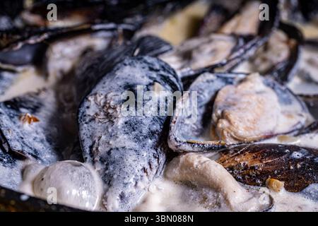 Les moules en coquille dans une sauce crémeuse sont cuites dans une poêle. Gros plan. Fond texturé. Macrophotographie. Photo de haute qualité Banque D'Images