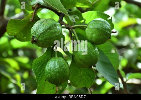 Fruits de goyave frais suspendus sur la branche d'arbre - Un gros plan de la douceur tropicale, de la beauté naturelle et de l'agriculture biologique dans le paysage rural. Banque D'Images