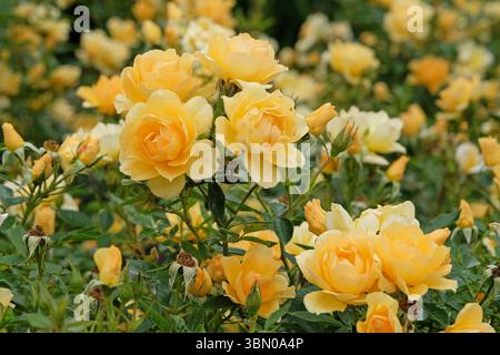 Rose arbuste jaune, rosa « épice dorée » en fleur. Banque D'Images