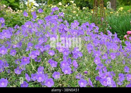 Bec de crane en géranium robuste violet «Orion» en fleur. Banque D'Images