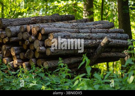 Pile de rondins de pin fraîchement coupés soigneusement empilés dans le défrichement forestier. Foresterie durable, récolte du bois, industrie du bois et ressources naturelles Banque D'Images