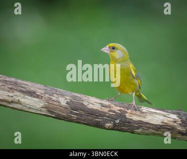 Mâle Greenfinch perché sur la branche dans le jardin britannique Banque D'Images